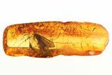 Detailed Fossil Caddisfly (Trichoptera) & Mite (Acari) In Baltic Amber #288166-1